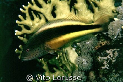 Fishs - Paracirrhites forsteri by Vito Lorusso 